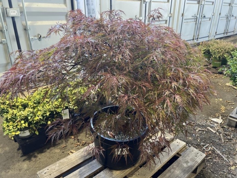 Red Dragon Japanese Maple, Qty. 1