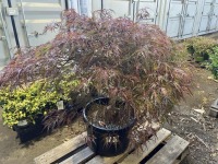 Red Dragon Japanese Maple, Qty. 1