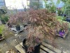 Red Dragon Japanese Maple, Qty. 1 - 2