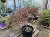 Red Dragon Japanese Maple, Qty. 1 - 3