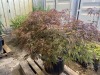 Red Dragon Japanese Maple, Qty. 1 - 4