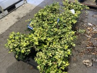 Moonshadow Euonymus, Qty. 10