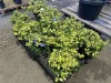 Moonshadow Euonymus, Qty. 10 - 2
