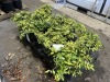 Moonshadow Euonymus, Qty. 10 - 3