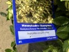 Moonshadow Euonymus, Qty. 10 - 4