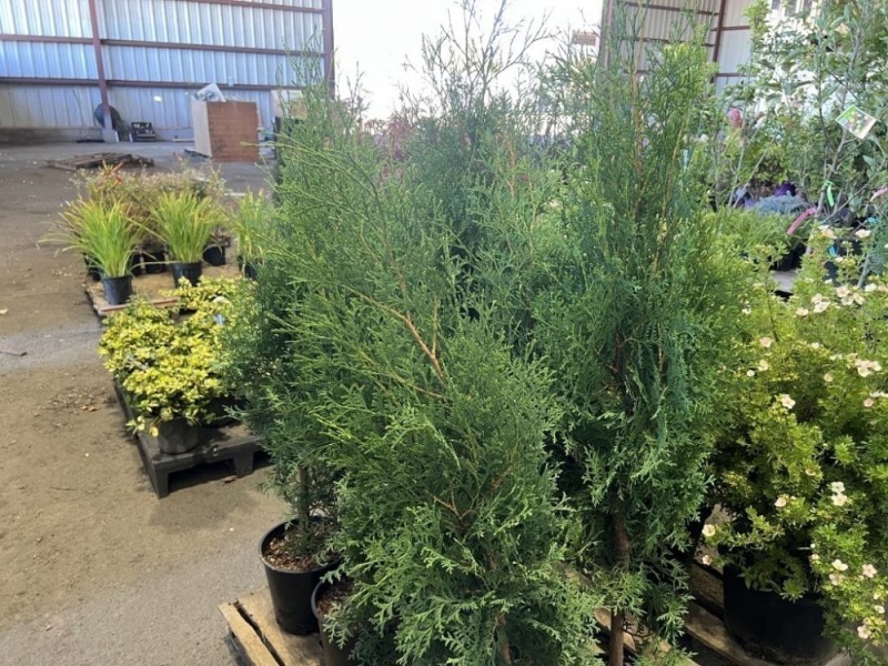 Skybound Arborvitae, Qty. 8