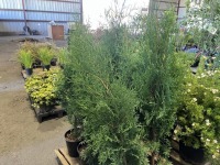 Skybound Arborvitae, Qty. 8