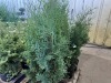 Skybound Arborvitae, Qty. 8 - 2