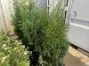 Skybound Arborvitae, Qty. 8 - 3