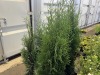 Skybound Arborvitae, Qty. 8 - 4