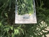 Skybound Arborvitae, Qty. 8 - 5