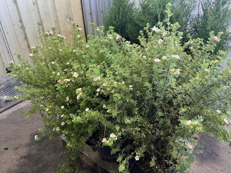 Pink Beauty Potentilla, Qty. 3