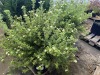 Pink Beauty Potentilla, Qty. 3 - 2