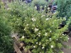 Pink Beauty Potentilla, Qty. 3 - 3