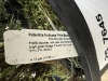 Pink Beauty Potentilla, Qty. 3 - 5