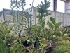 Multi Graph Apple Tree, Qty. 2 - 3