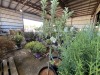 Multi Graph Apple Tree, Qty. 2 - 4