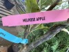 Multi Graph Apple Tree, Qty. 2 - 6