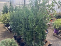 Skybound Arborvitae, Qty. 10