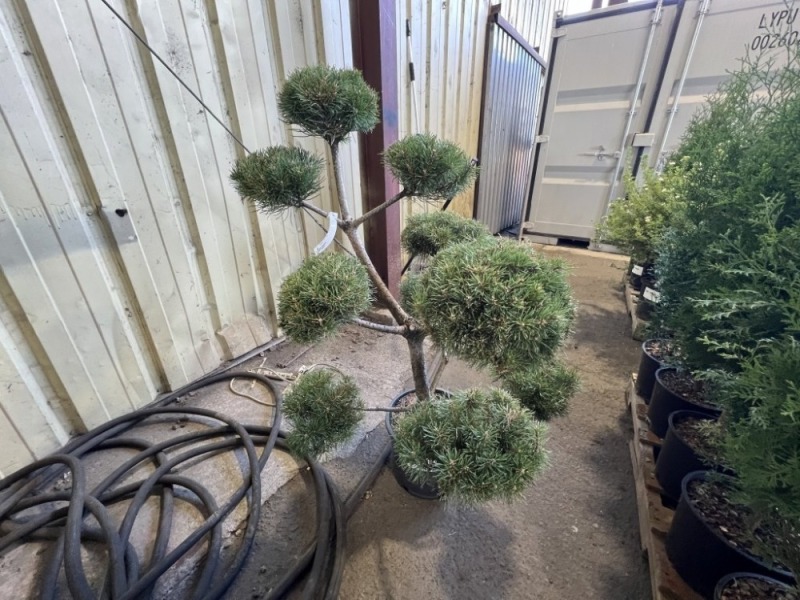 Pom Pom Pinus Sylvestris, Qty. 1