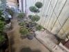 Pom Pom Pinus Sylvestris, Qty. 1 - 4