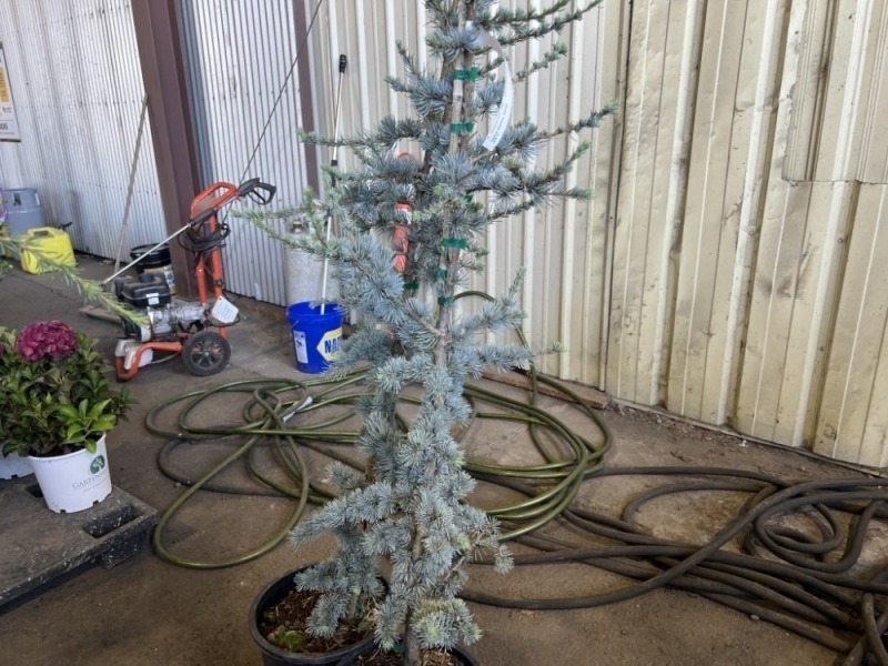 Columnar Blue Spruce, Qty. 2