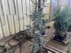 Columnar Blue Spruce, Qty. 2 - 4