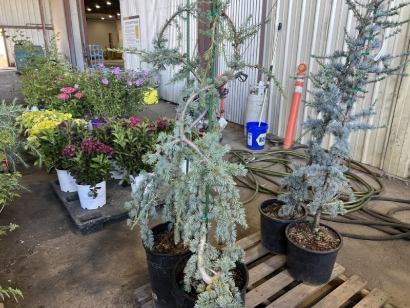 Serpentine Blue Atlas Cedar, Qty. 2