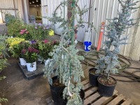 Serpentine Blue Atlas Cedar, Qty. 2
