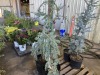 Serpentine Blue Atlas Cedar, Qty. 2
