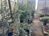 Serpentine Blue Atlas Cedar, Qty. 2 - 2