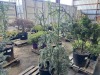 Serpentine Blue Atlas Cedar, Qty. 2 - 3
