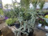Serpentine Blue Atlas Cedar, Qty. 2 - 4