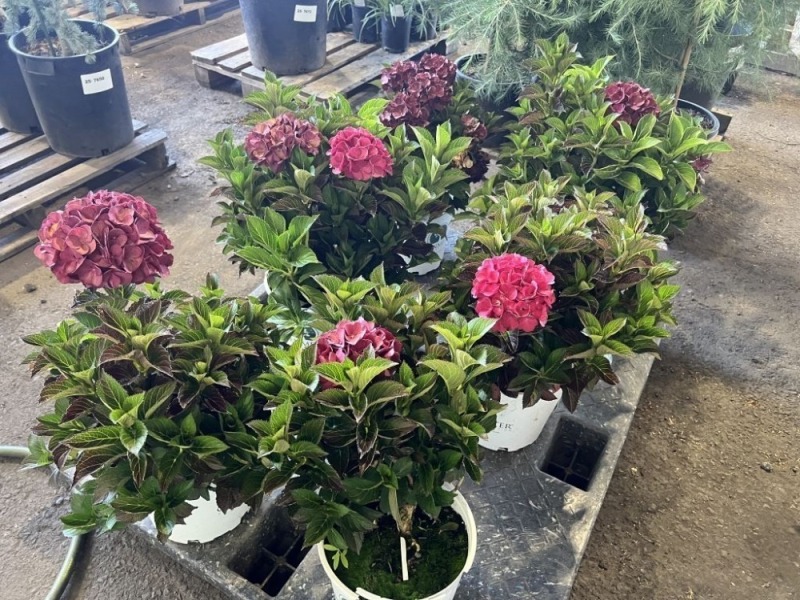 Dark Hydrangea, Qty. 6