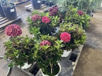 Dark Hydrangea, Qty. 6