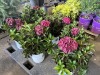 Dark Hydrangea, Qty. 6 - 2