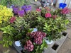 Dark Hydrangea, Qty. 6 - 3