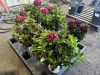 Dark Hydrangea, Qty. 6 - 4