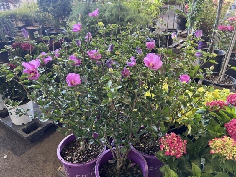 Purple Hybiscus, Qty. 4