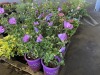 Purple Hybiscus, Qty. 4 - 2