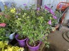 Purple Hybiscus, Qty. 4 - 3