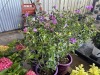 Purple Hybiscus, Qty. 4 - 4