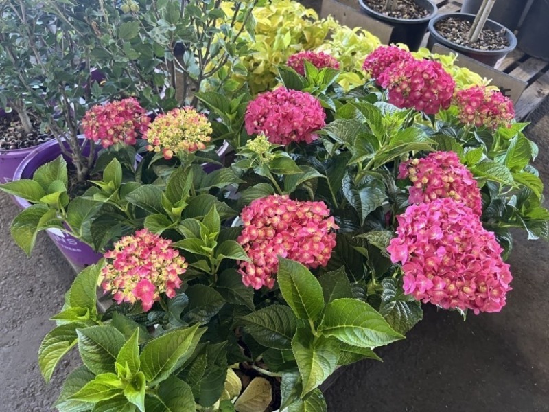 Summercrush Hydrangeas, Qty. 6