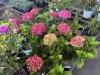 Summercrush Hydrangeas, Qty. 6 - 2