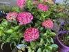 Summercrush Hydrangeas, Qty. 6 - 3
