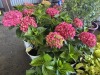 Summercrush Hydrangeas, Qty. 6 - 4