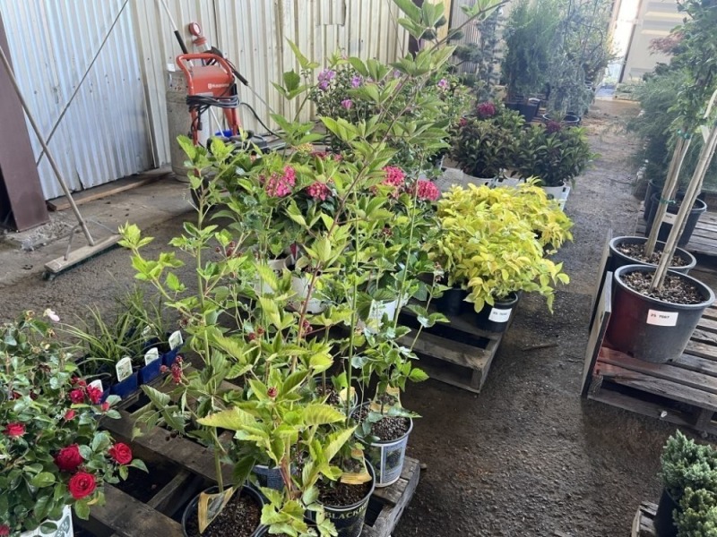 Thornless Boysenberry, Qty. 6