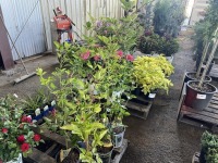 Thornless Boysenberry, Qty. 6