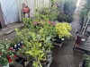 Thornless Boysenberry, Qty. 6