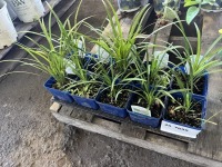 Big Blue Liriope, Qty. 10